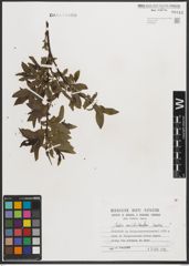 Foto von Salix mielichhoferi Saut.